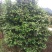茶花，四级茶花，山茶花，宜宾茶花种植基地常年出售茶花