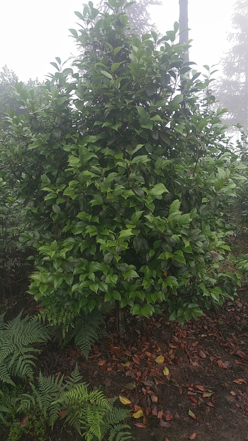茶花，四级茶花，山茶花，宜宾茶花种植基地常年出售茶花