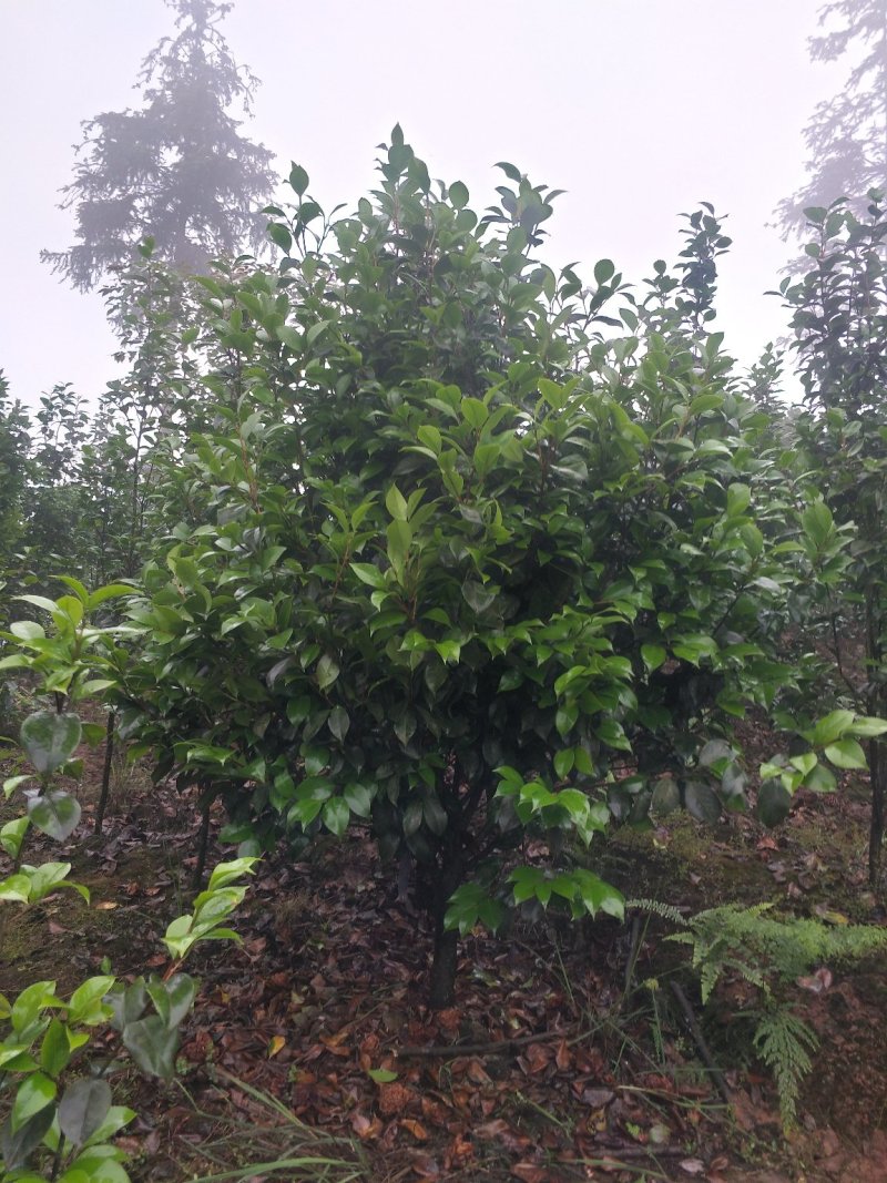 茶花，四级茶花，山茶花，宜宾茶花种植基地常年出售茶花
