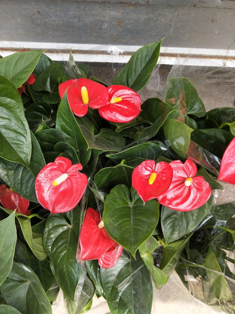 红掌盆景花卉基地直发量大优惠质量保证一手货源
