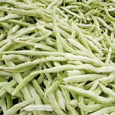 四季豆，陕西豆角，白不老现货，条嫩，条直，现摘现装