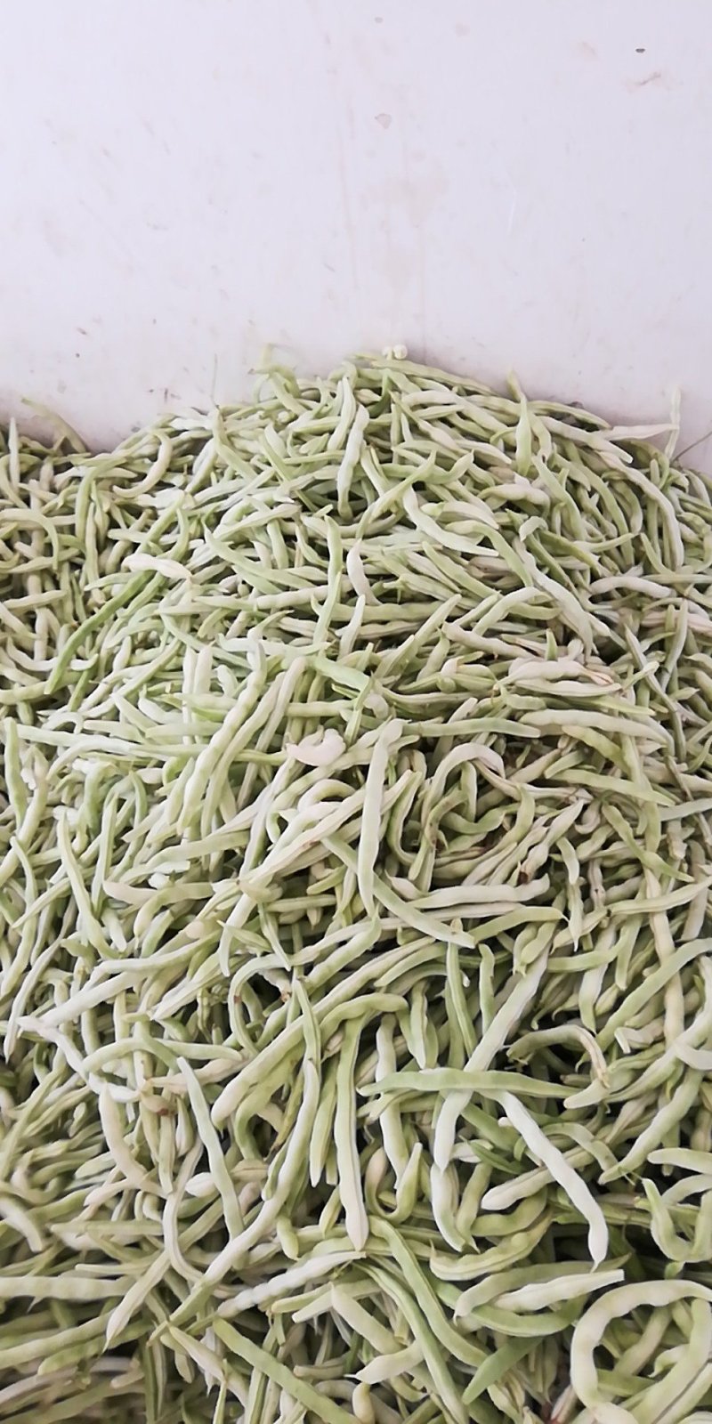 四季豆，陕西豆角，白不老现货，条嫩，条直，现摘现装