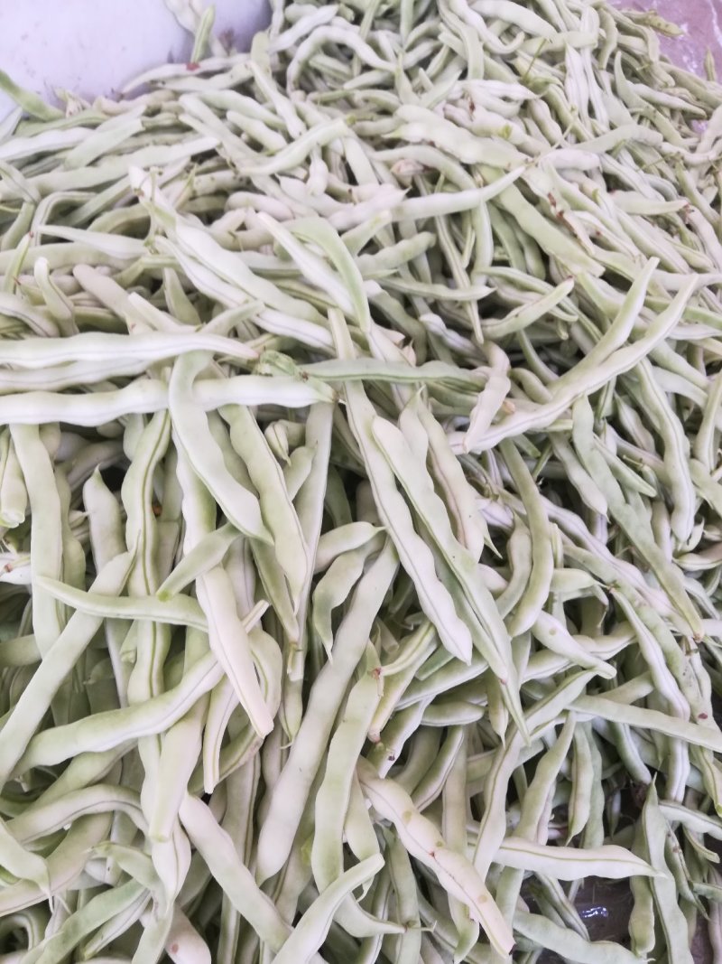 四季豆，陕西豆角，白不老现货，条嫩，条直，现摘现装