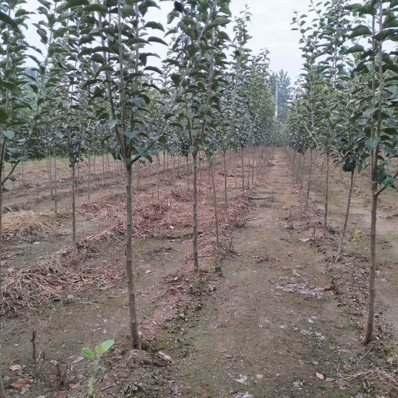 鲁丽苹果苗纯嫁接品种带泥浆保湿发货包邮