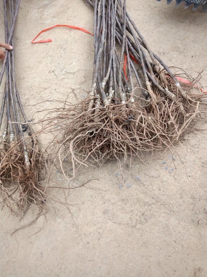 鲁丽苹果苗纯嫁接品种带泥浆保湿发货包邮