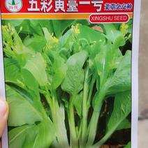 10克杂交种五彩黄苔一号菜苔种子