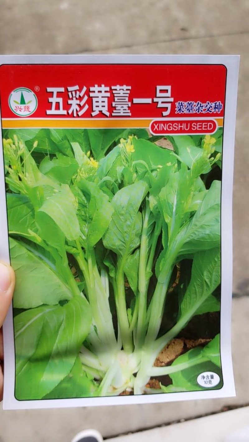 10克杂交种五彩黄苔一号菜苔种子