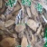 丁公藤广东干货人工种植量大从优欢迎选购