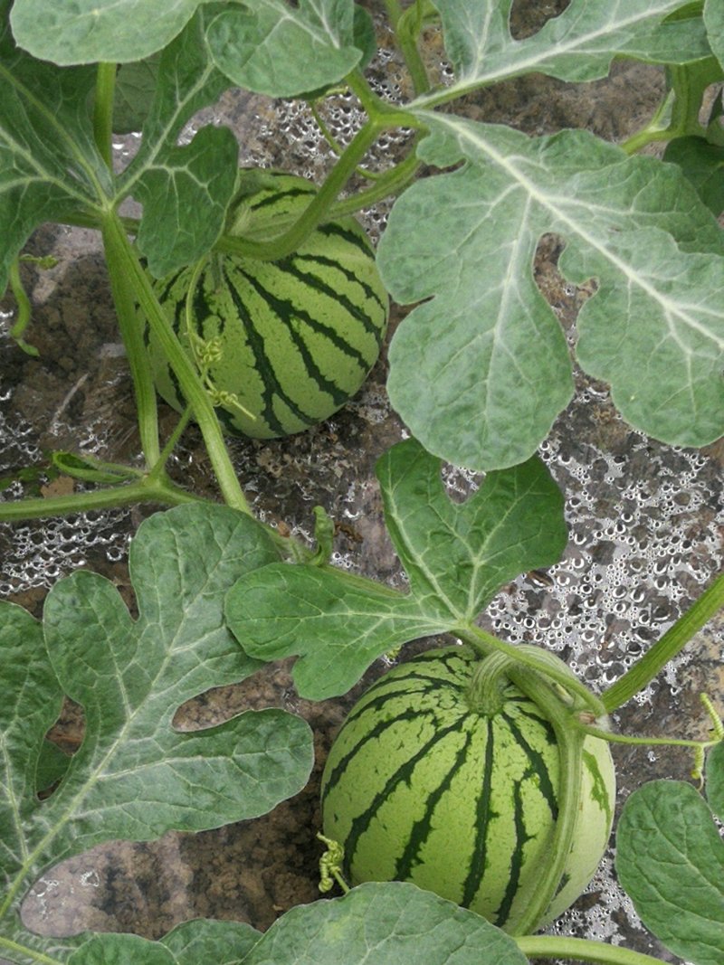 麒麟西瓜种植基地，专业大棚西瓜，8424大棚西瓜