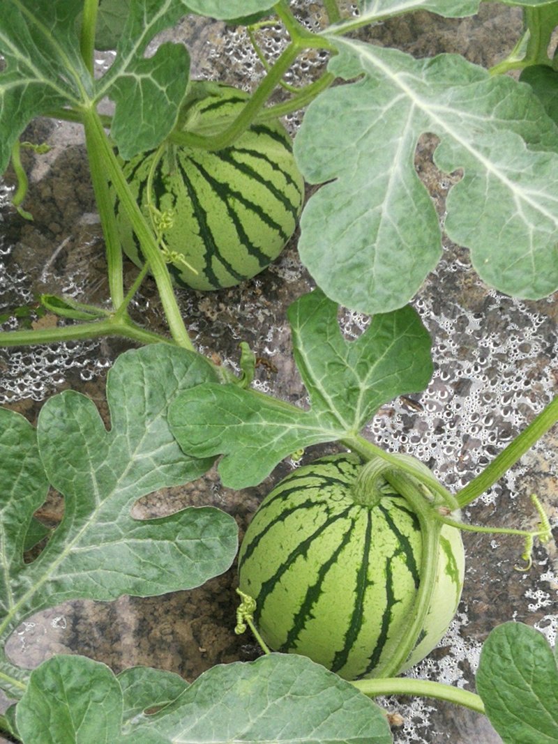 麒麟西瓜种植基地，专业大棚西瓜，8424大棚西瓜