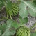 麒麟西瓜种植基地，专业大棚西瓜，8424大棚西瓜