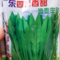 油唛生菜种子牛商推荐量大从优