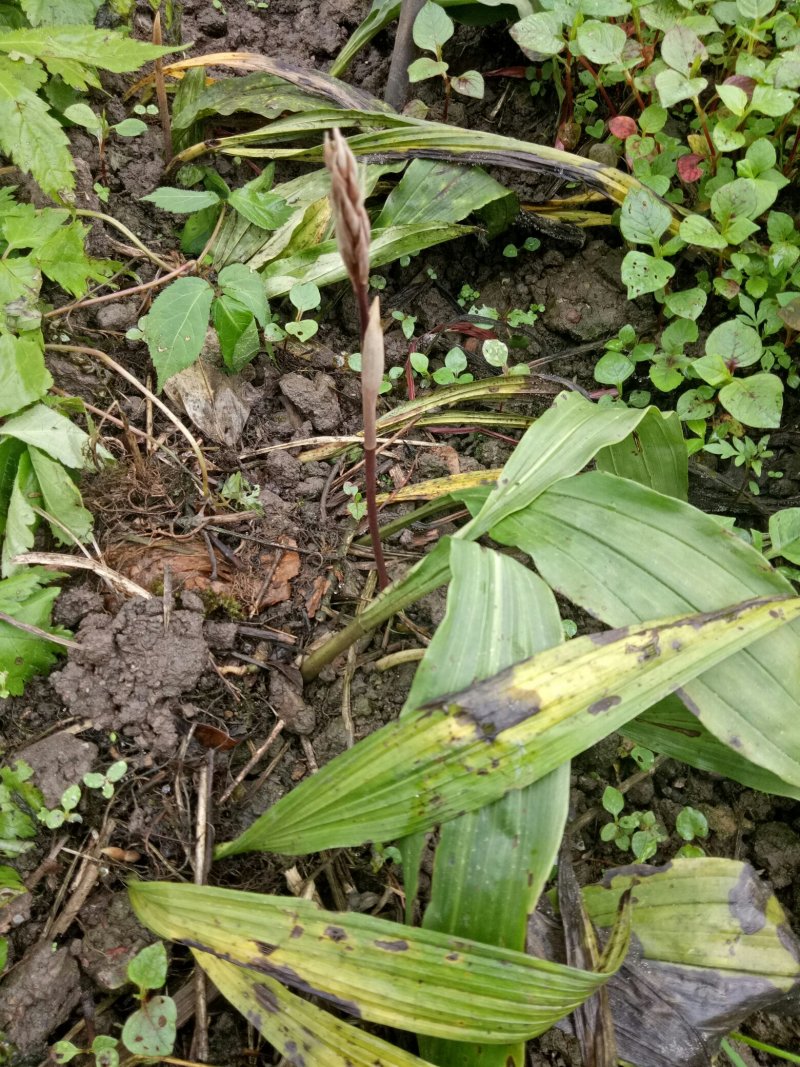 毛慈菇种苗通货纯野生