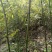 新鲜竹笋