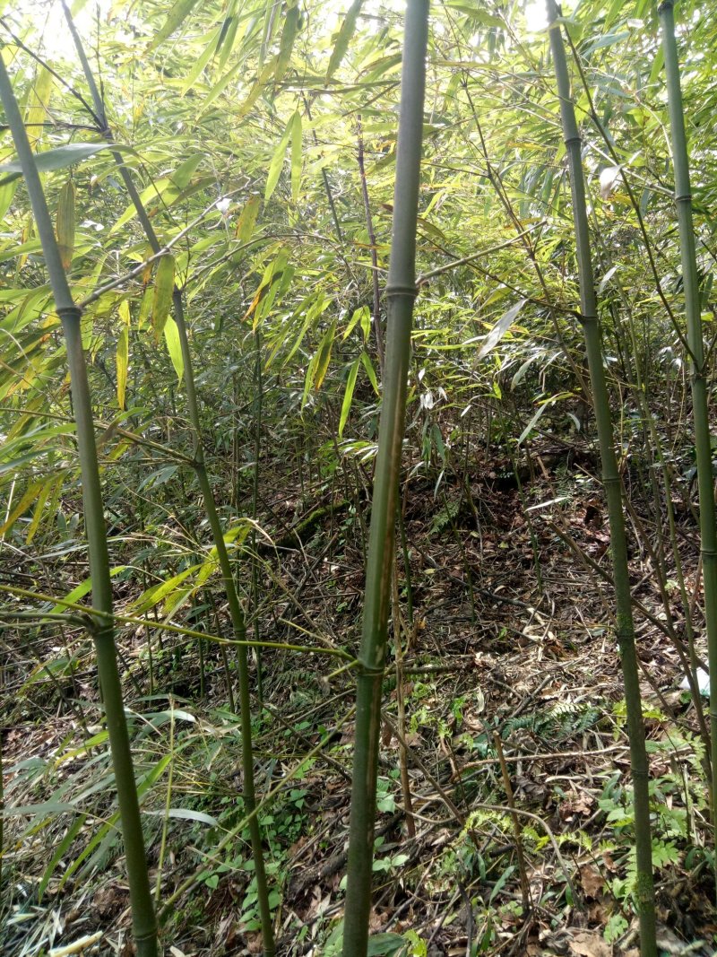 新鲜竹笋