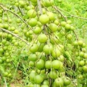 牛甘果