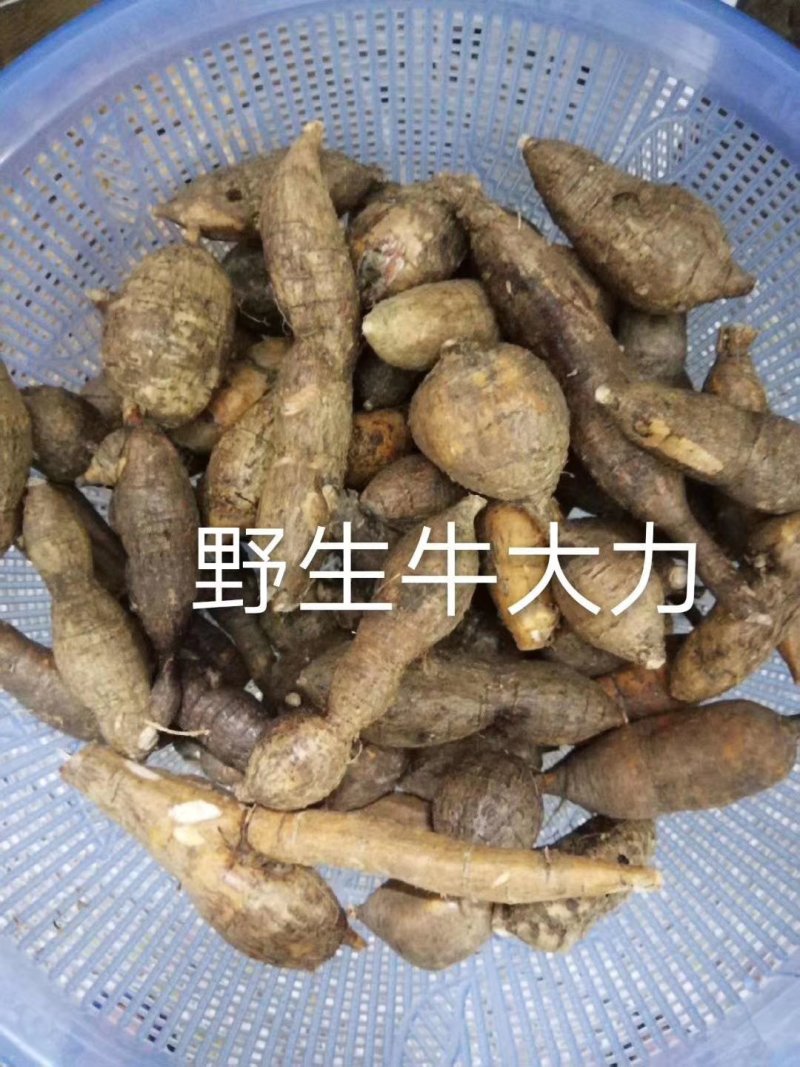 野生牛大力