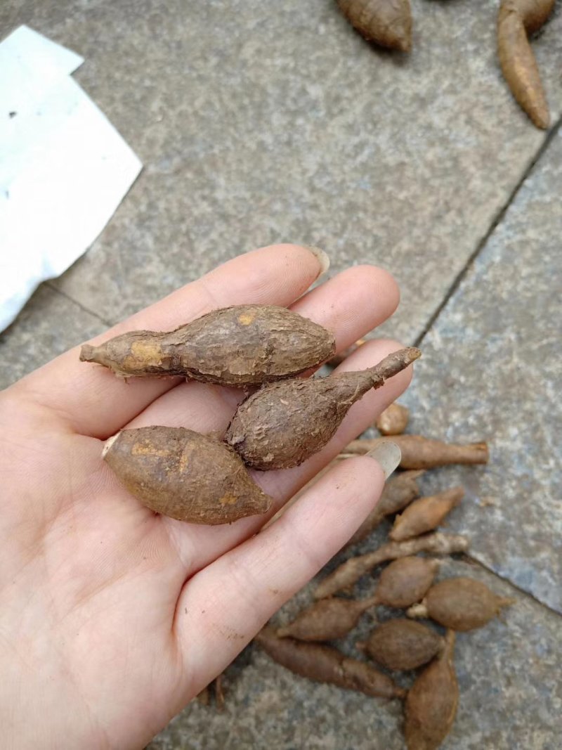野生牛大力