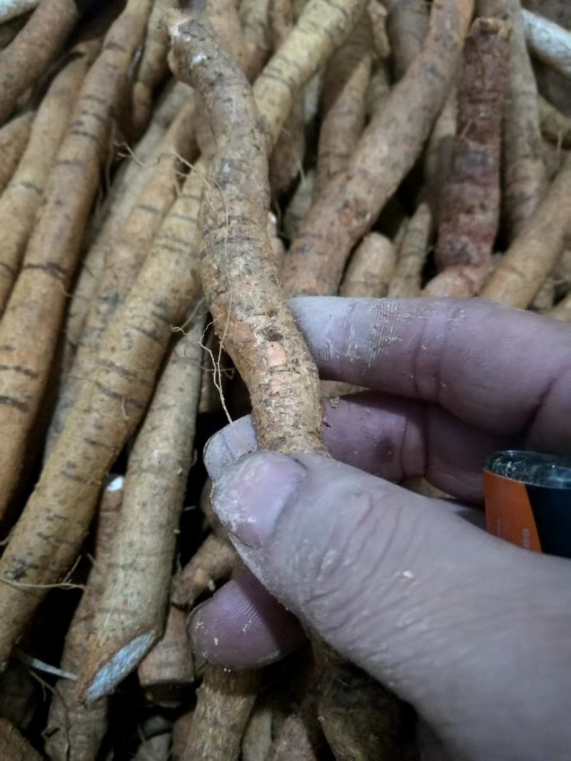 野生牛大力