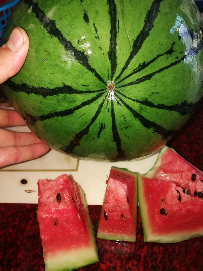 优质西瓜苗嫁接西瓜苗京欣甜王美都