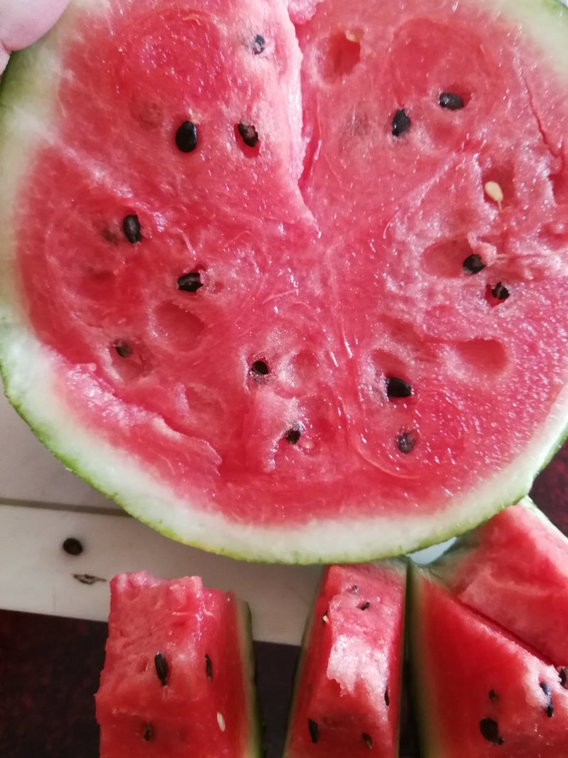 西瓜苗优质嫁接西瓜苗苗子粗壮根系好