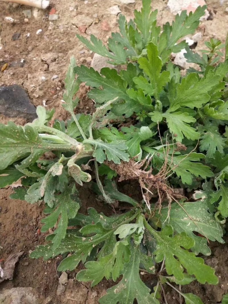 金丝皇菊苗，品种纯正，基地直供，提供技术指导