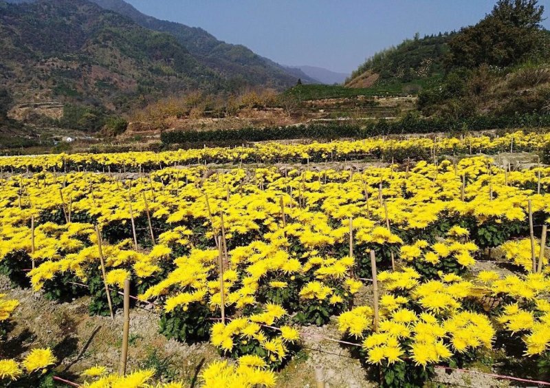 金丝皇菊苗，品种纯正，基地直供，提供技术指导