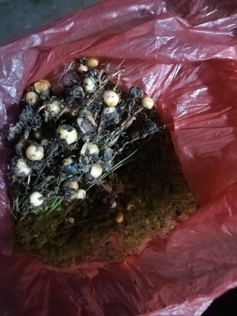 地下明珠：茅膏菜、陈伤子、一粒金丹、