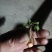 地下明珠:茅膏菜、陈伤子、一粒金丹、