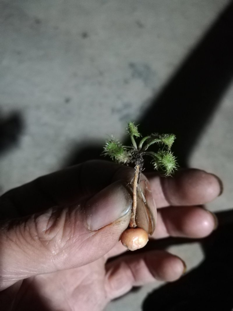 地下明珠：茅膏菜、陈伤子、一粒金丹、