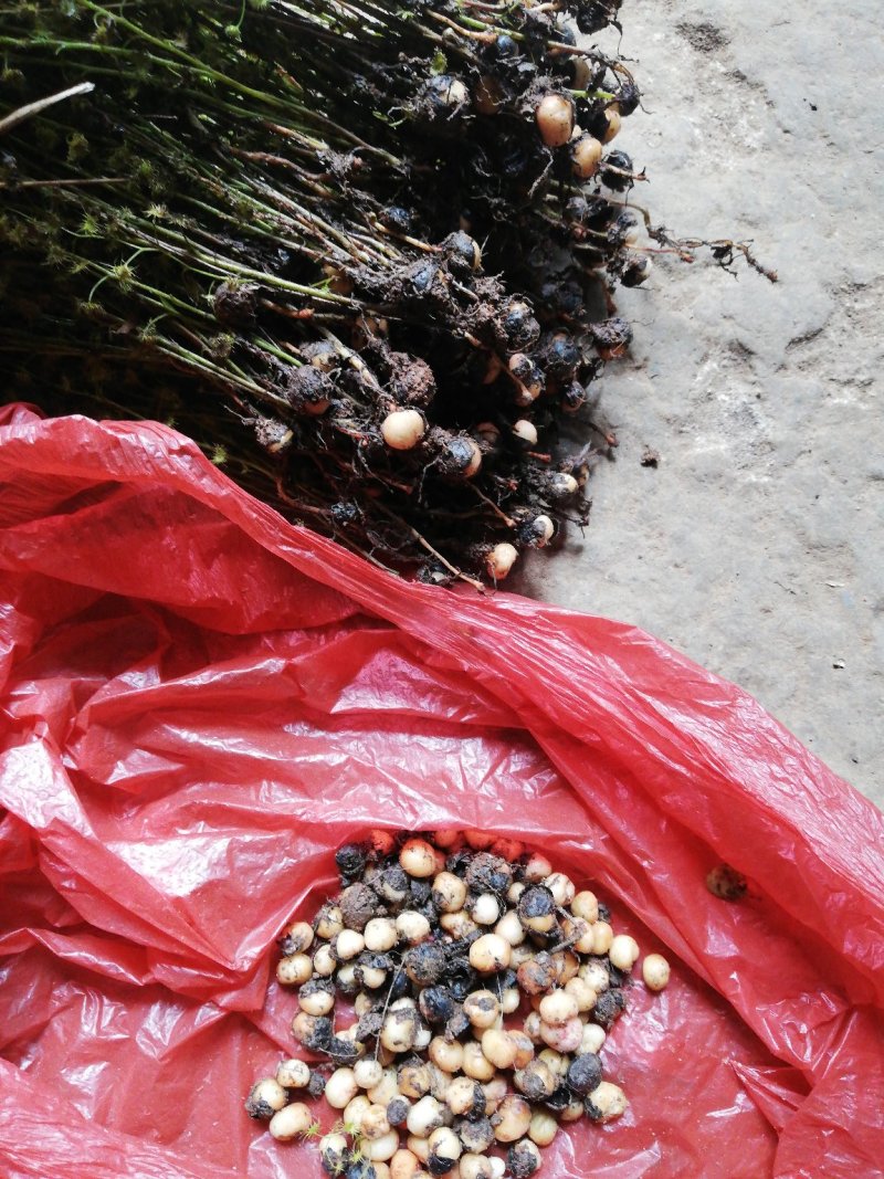 地下明珠：茅膏菜、陈伤子、一粒金丹、