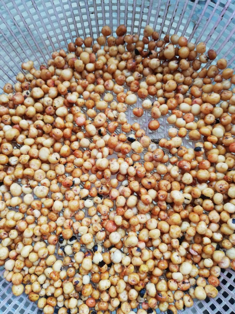 地下明珠：茅膏菜、陈伤子、一粒金丹、