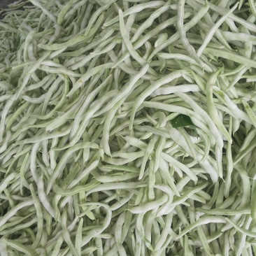 辽宁锦州北镇精品白不老豆角20厘米以上，实力代办