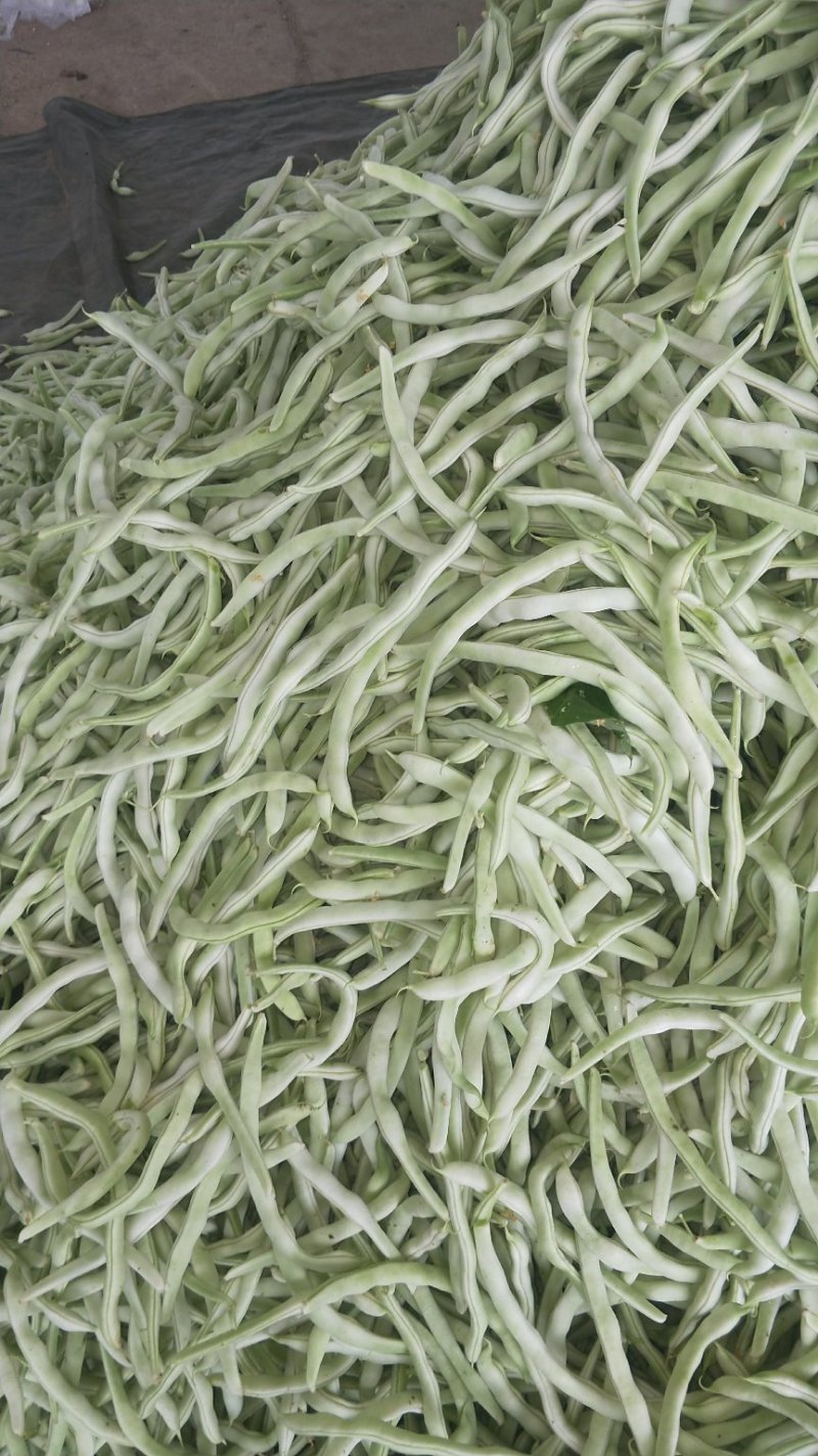 辽宁锦州北镇豆角冷棚高温棚长白豆角，质量好