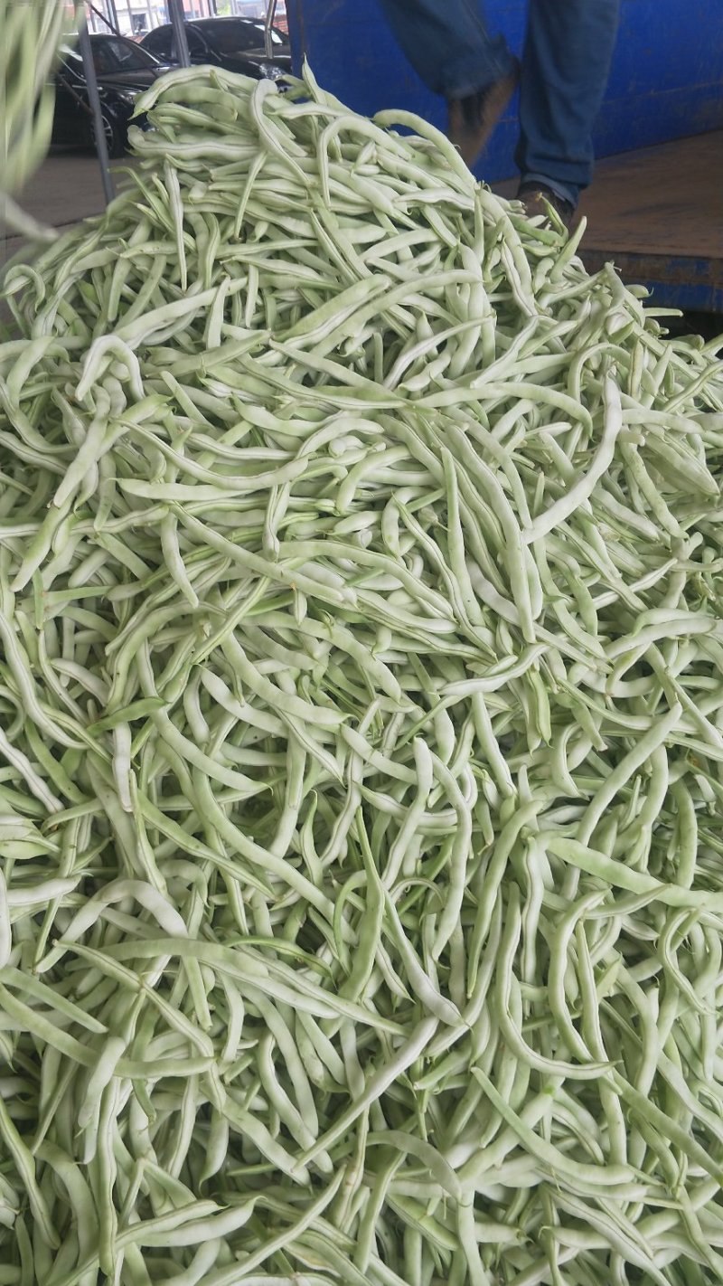 辽宁锦州北镇豆角冷棚高温棚长白豆角，质量好
