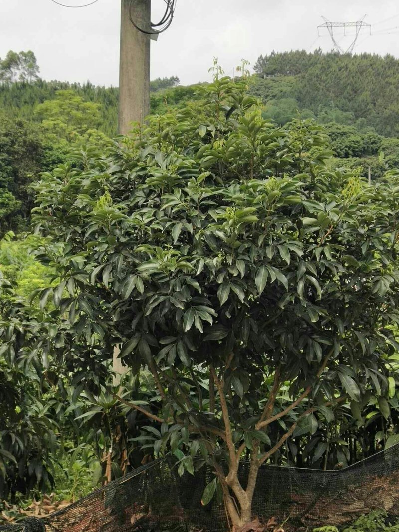 正宗嫁接荔枝树苗妃子笑糯米滋桂味无核果树苗当年结果南北方