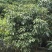 正宗嫁接荔枝树苗妃子笑糯米滋桂味无核果树苗当年结果南北方