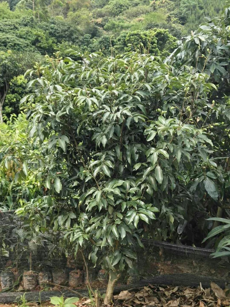 正宗嫁接荔枝树苗妃子笑糯米滋桂味无核果树苗当年结果南北方