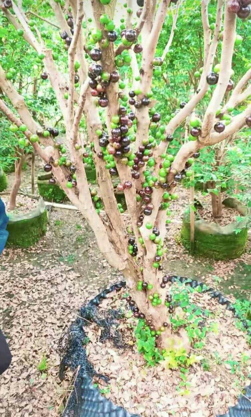 嘉宝果树苗树葡萄苗四季嘉宝果早生嘉宝果可盆栽地栽庭院种植