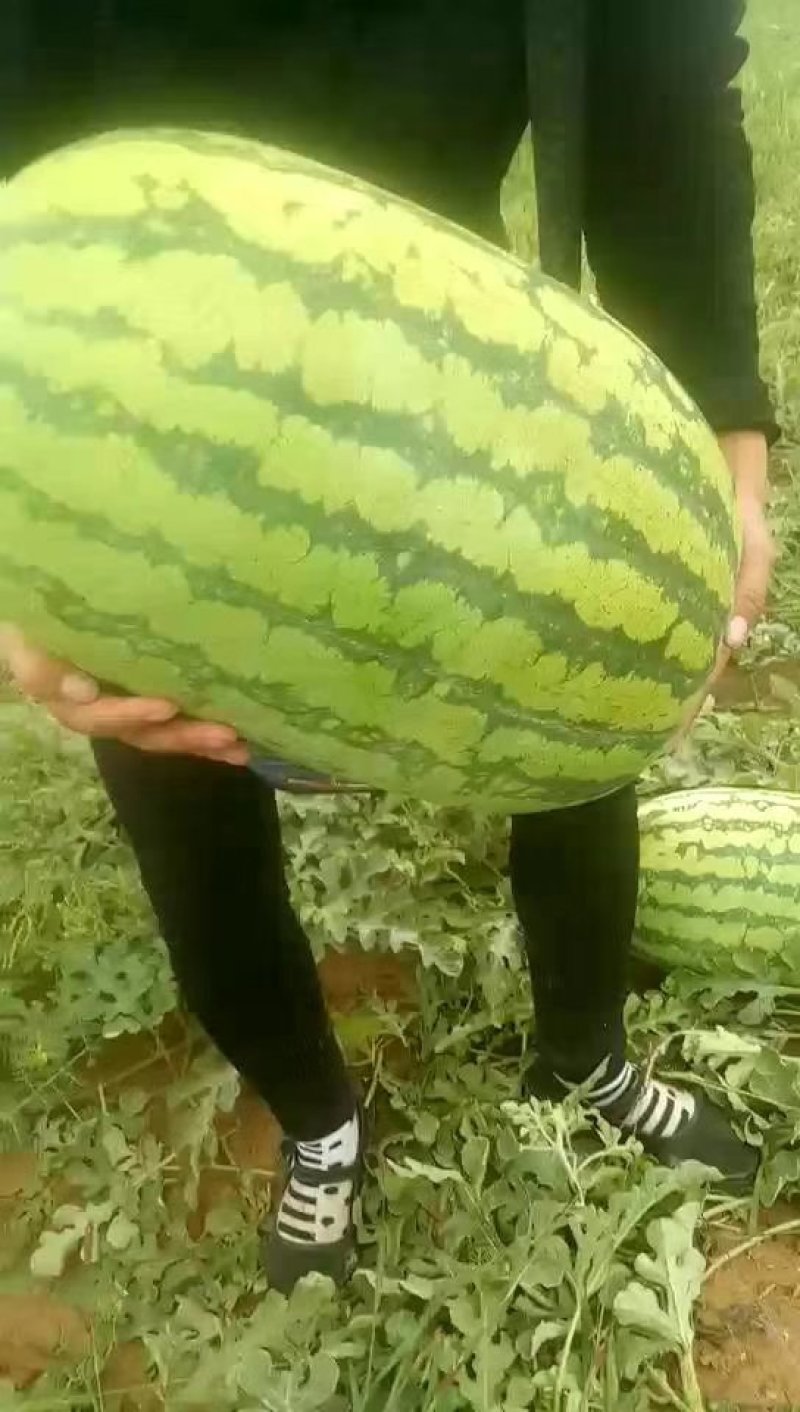 西瓜