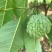 释迦果树苗台湾番荔枝苗番鬼荔枝嫁接当年结果南方种植盆