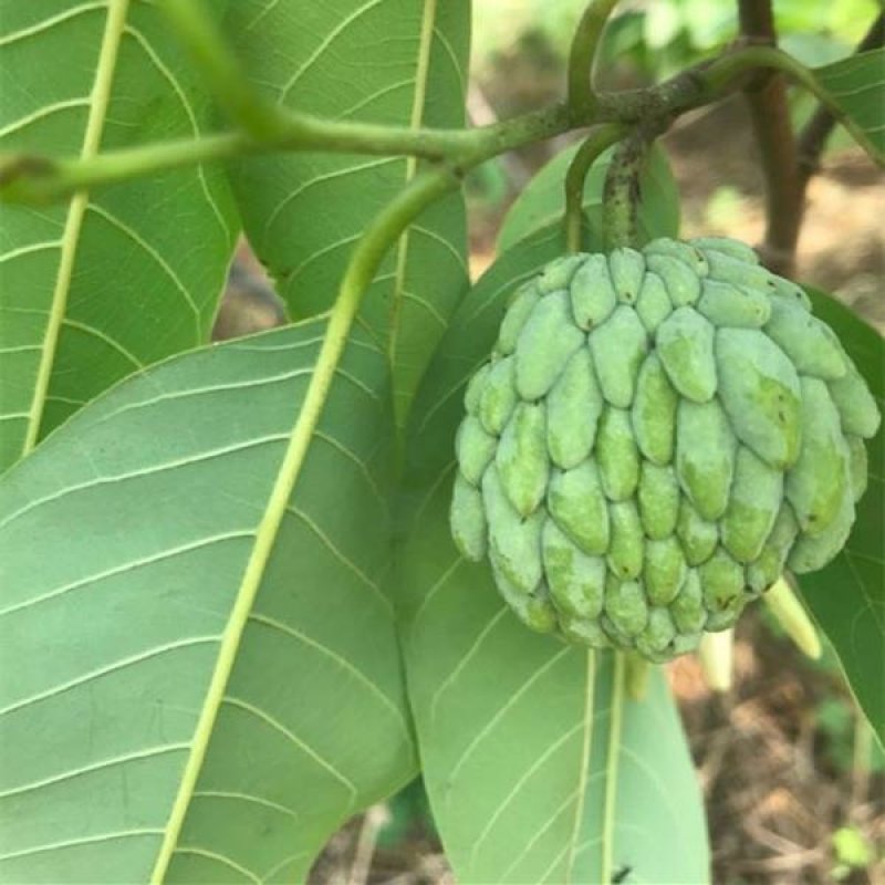 释迦果树苗台湾番荔枝苗番鬼荔枝嫁接当年结果南方种植盆