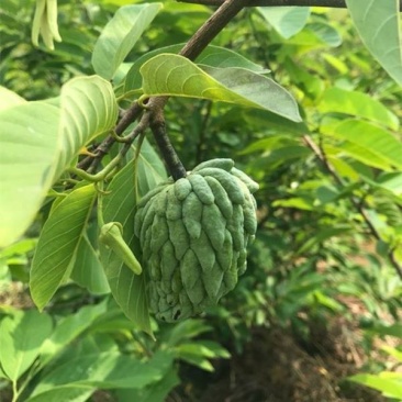 释迦果树苗台湾番荔枝苗番鬼荔枝嫁接当年结果南方种植盆