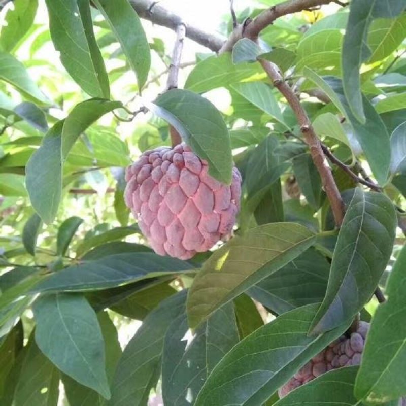 释迦果树苗台湾番荔枝苗番鬼荔枝嫁接当年结果南方种植盆