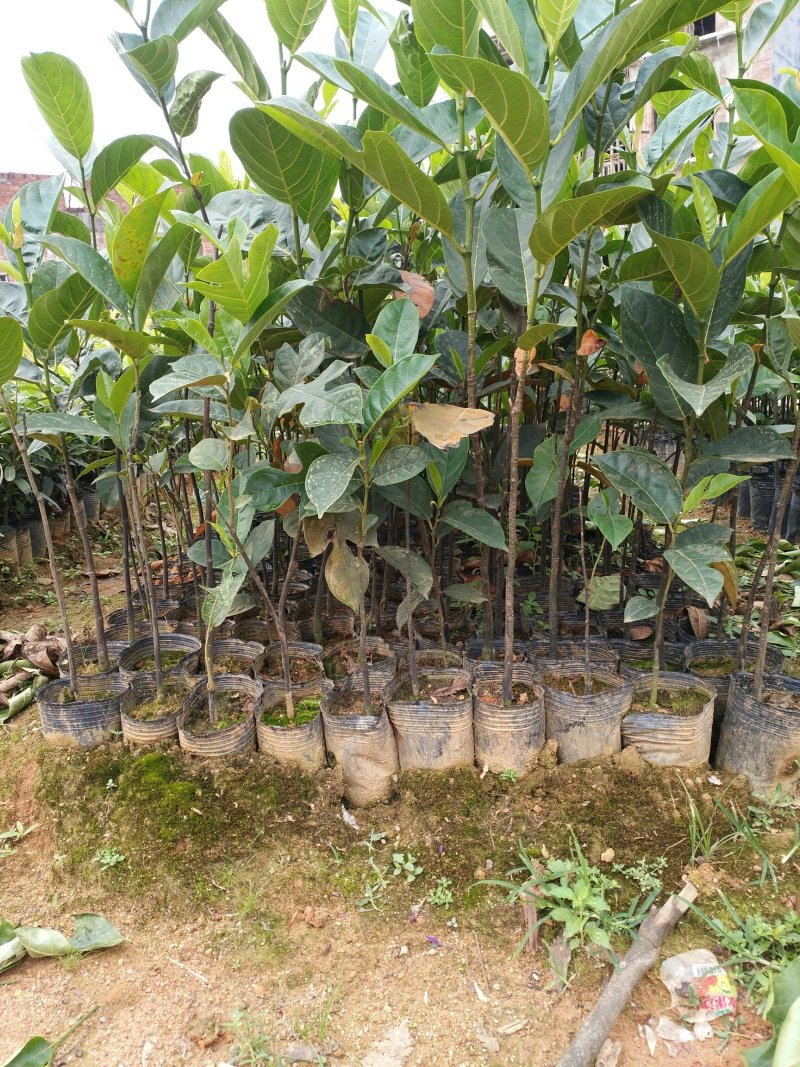 菠萝蜜树苗嫁接马来西亚1号黄肉四季结果地载苗