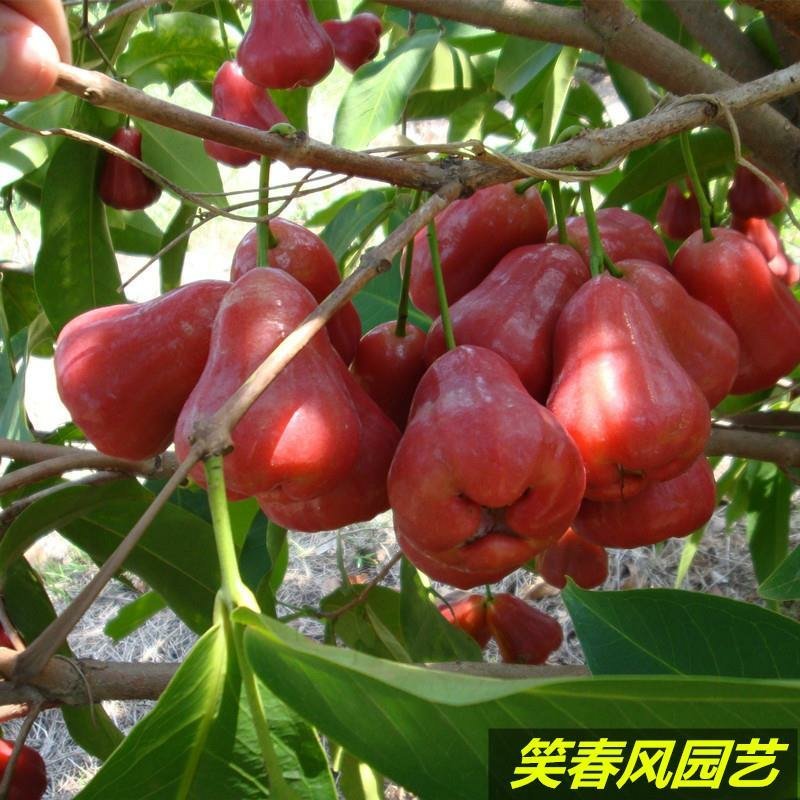台湾黑金刚莲雾苗嫁接大叶红莲雾树苗盆栽地栽巴掌珍珠莲雾果