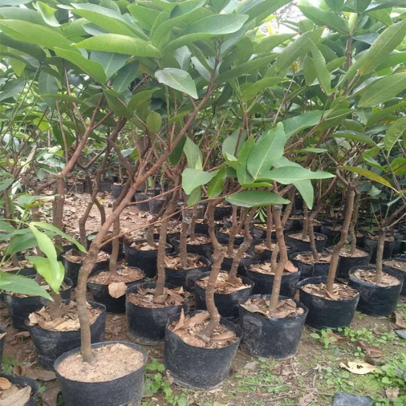 台湾黑金刚莲雾苗嫁接大叶红莲雾树苗盆栽地栽巴掌珍珠莲雾果