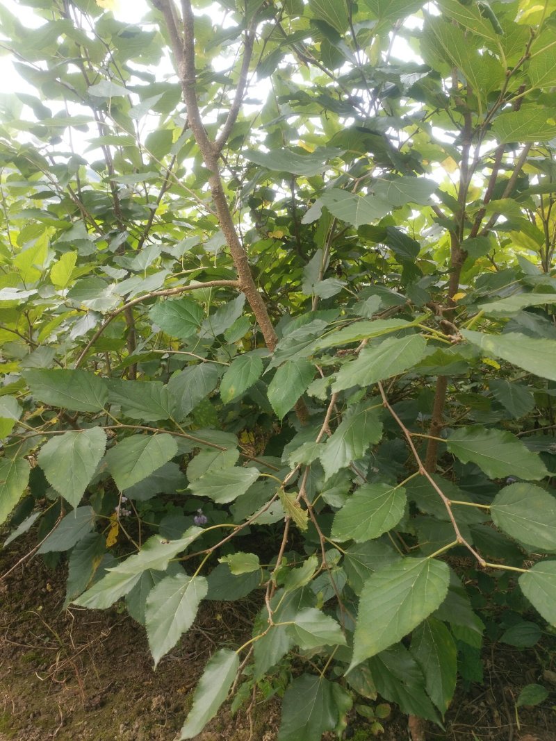 四季台湾长果桑苗当年结果桑树苗南方种植桑葚树苗嫁接长桑果