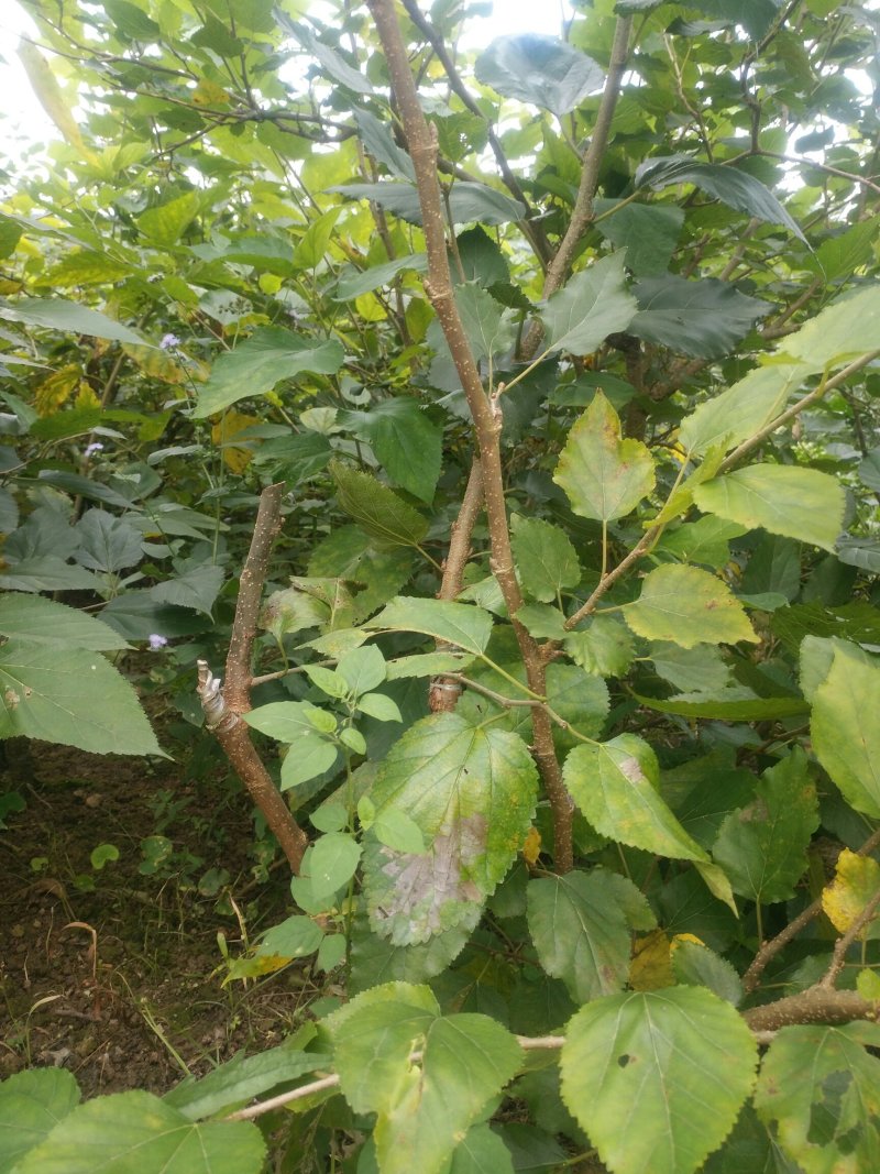 四季台湾长果桑苗当年结果桑树苗南方种植桑葚树苗嫁接长桑果