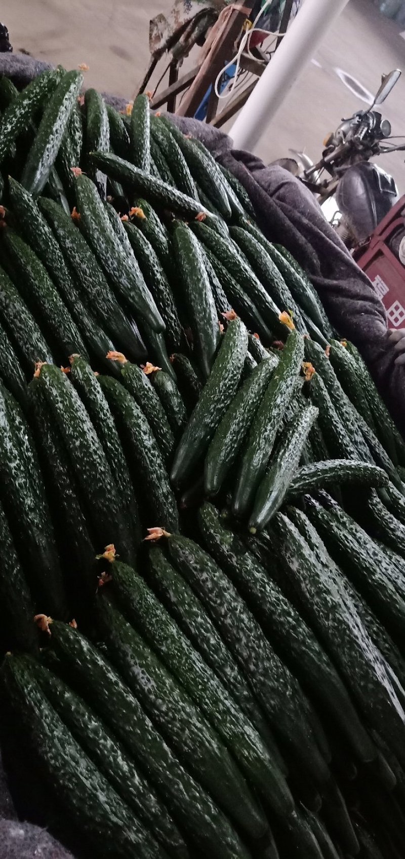 靓条黄瓜大量上市